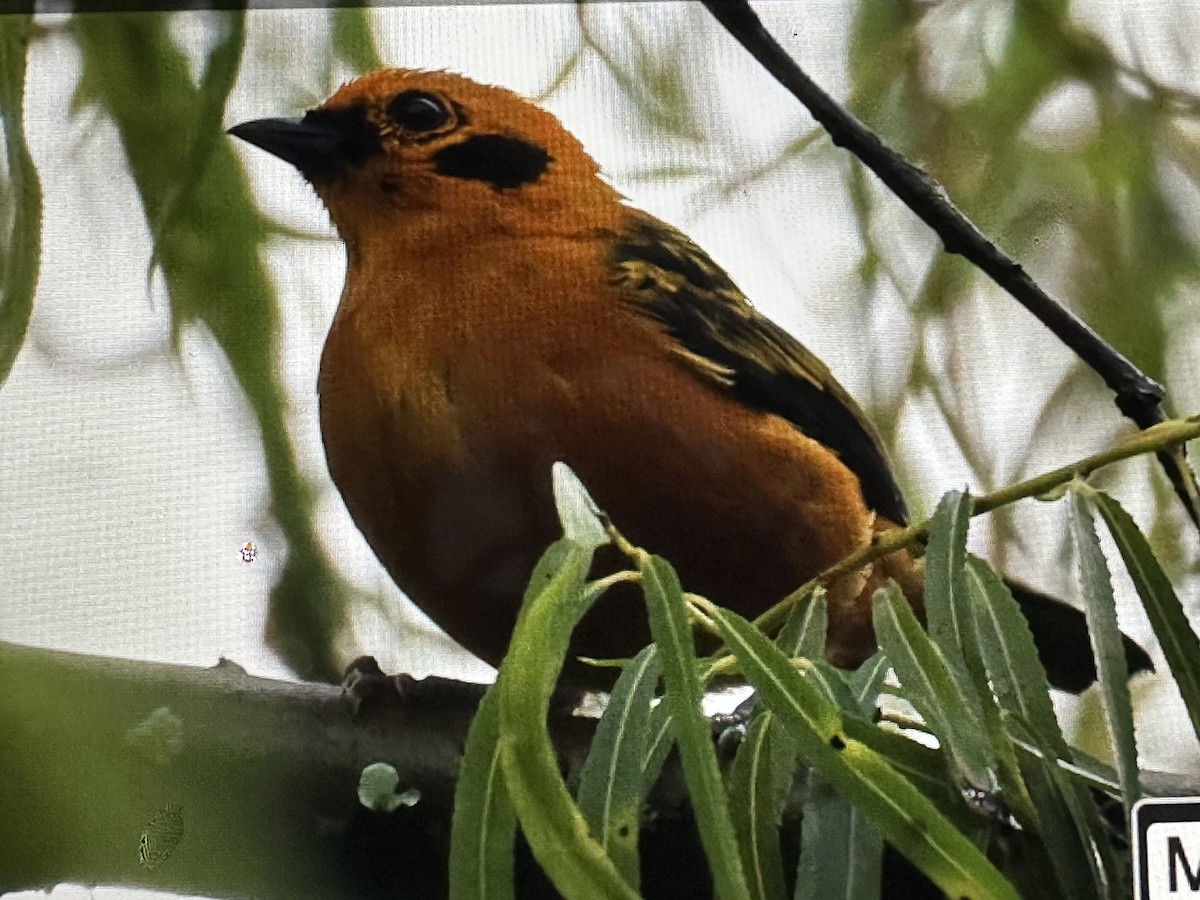 Golden Tanager - ML646256536
