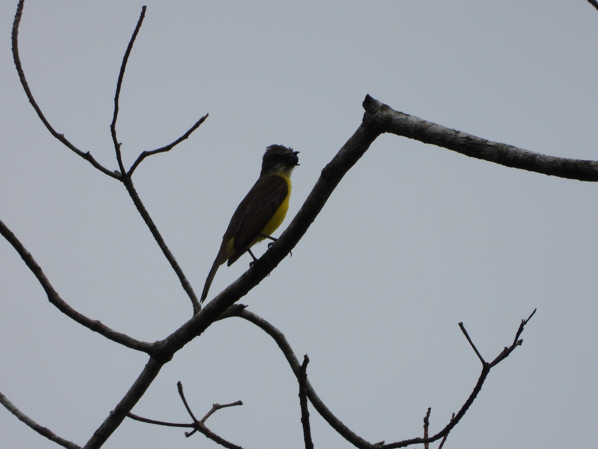 Gray-capped Flycatcher - ML646256537