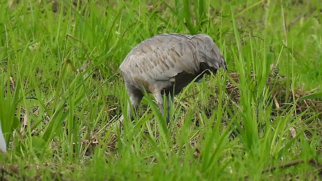 Sandhill Crane - ML646256538
