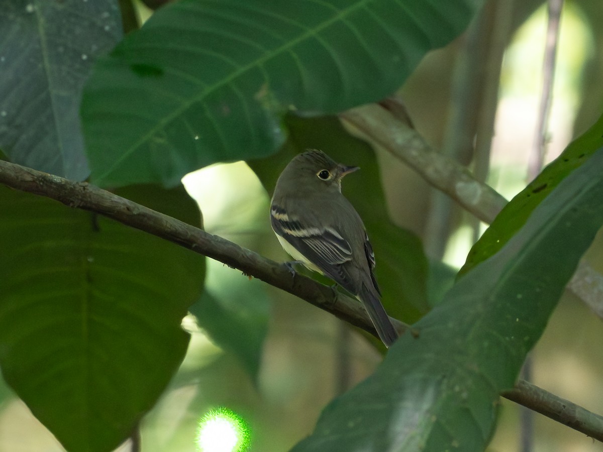 Acadian Flycatcher - ML646256539