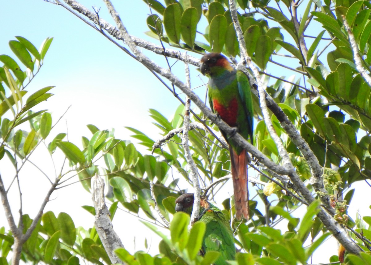 Ochre-marked Parakeet - ML646256540