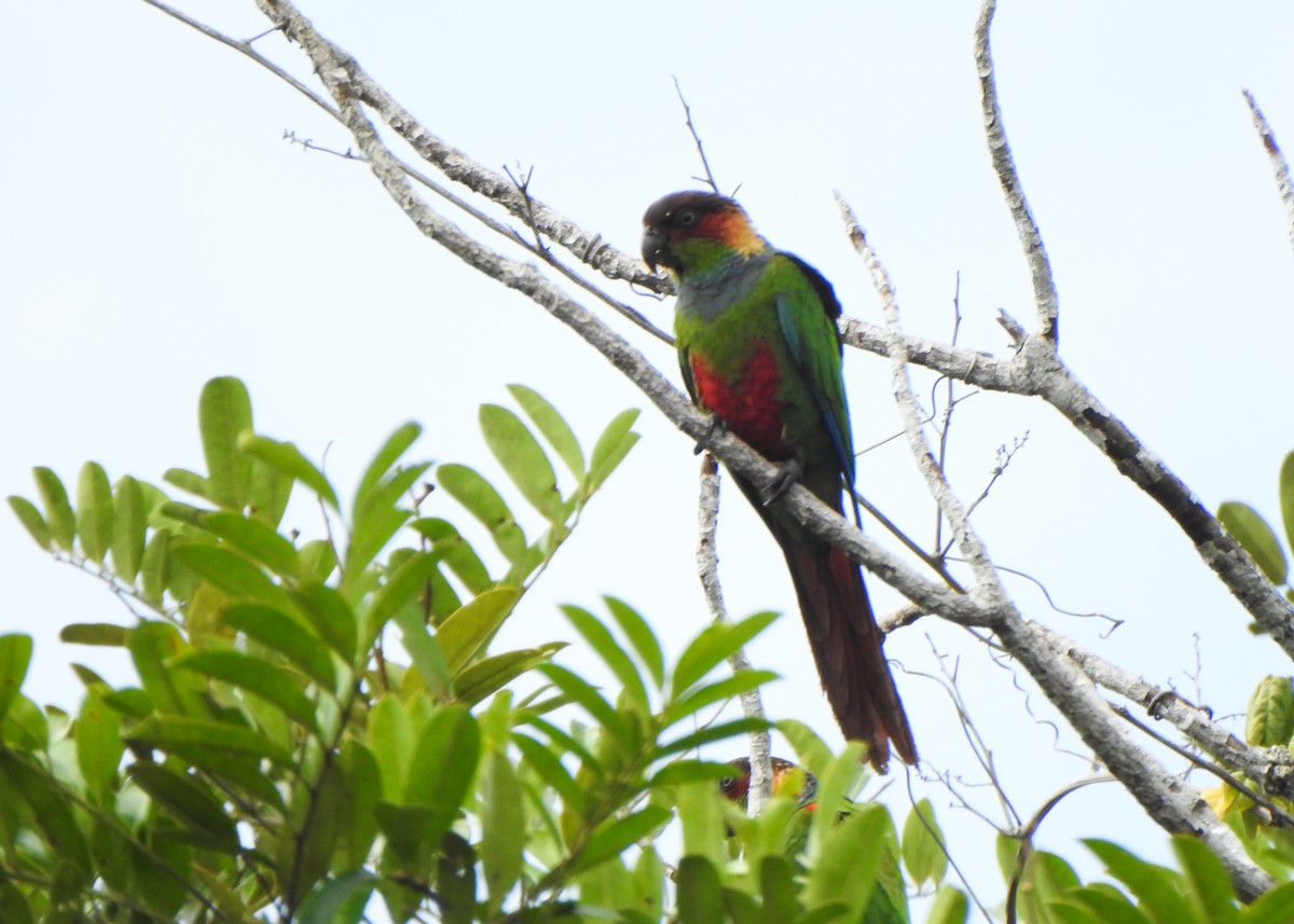 Ochre-marked Parakeet - ML646256541