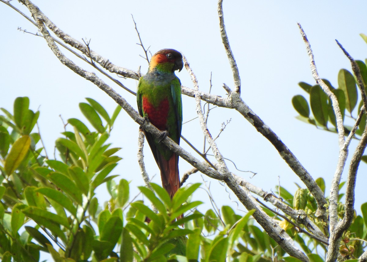 Ochre-marked Parakeet - ML646256542