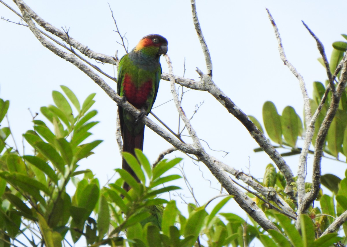 Ochre-marked Parakeet - ML646256543