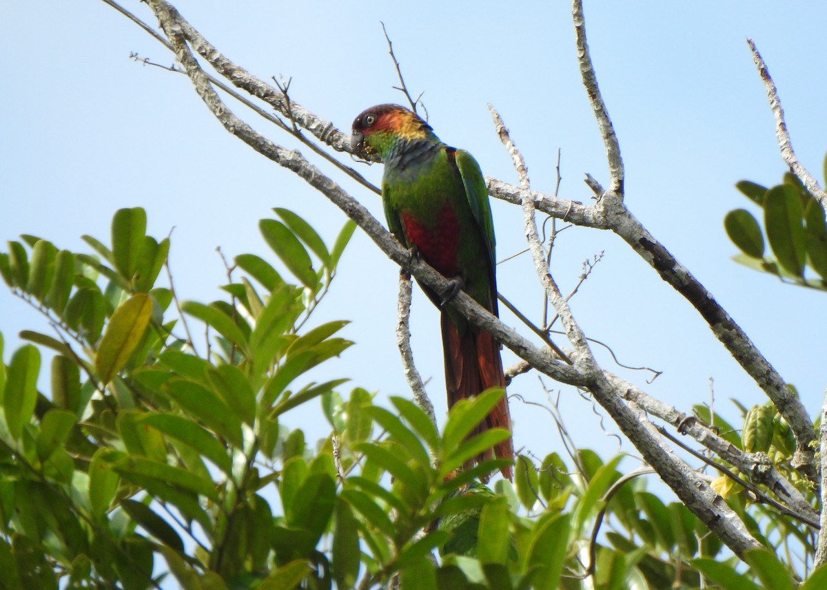 Ochre-marked Parakeet - ML646256544