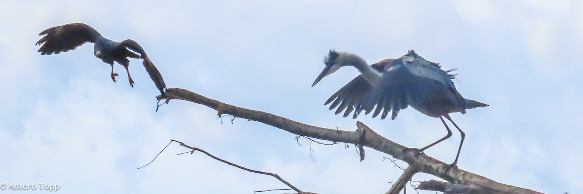 Great Blue Heron - ML646256545