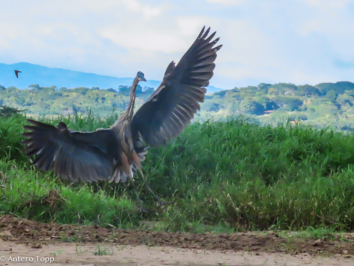 Great Blue Heron - ML646256546