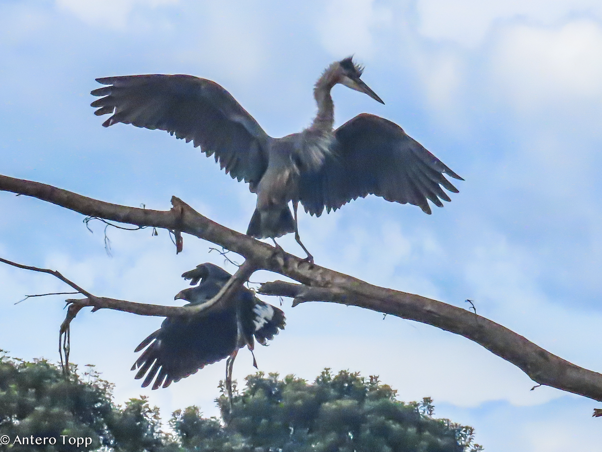 Great Blue Heron - ML646256547