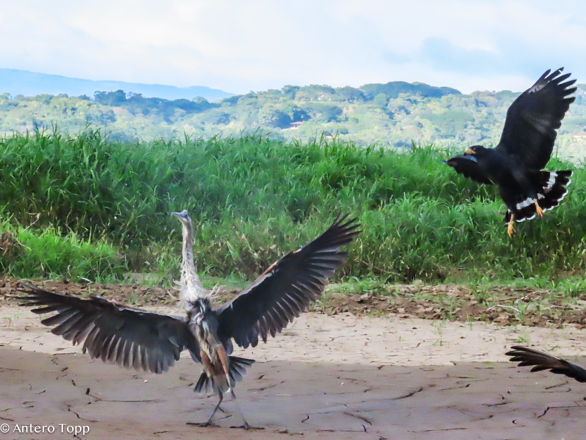 Great Blue Heron - ML646256548