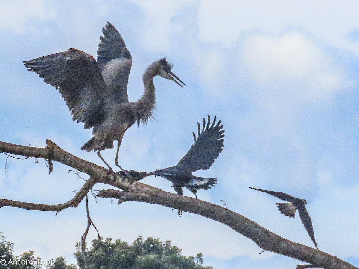 Great Blue Heron - ML646256549