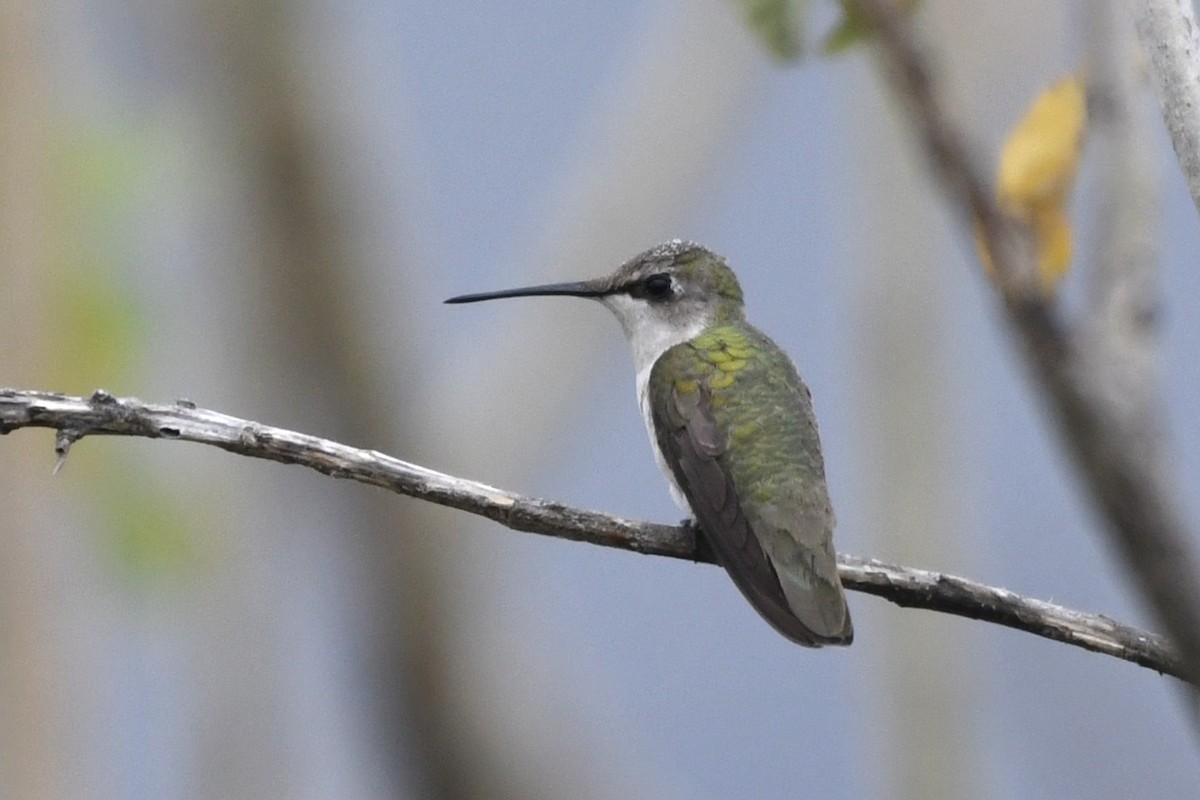 Ruby-throated Hummingbird - ML646256550