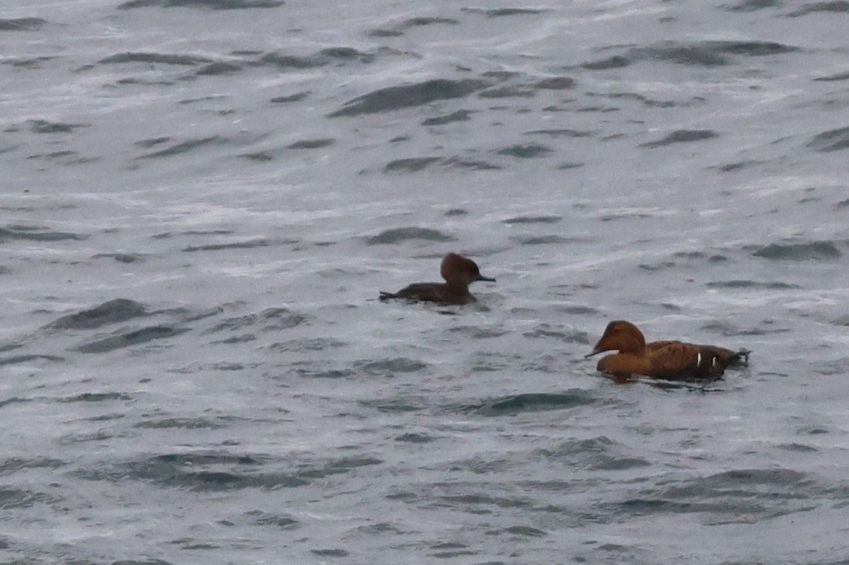Hooded Merganser - ML646256552