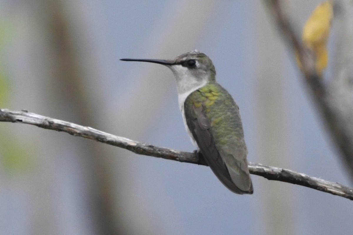 Ruby-throated Hummingbird - ML646256553