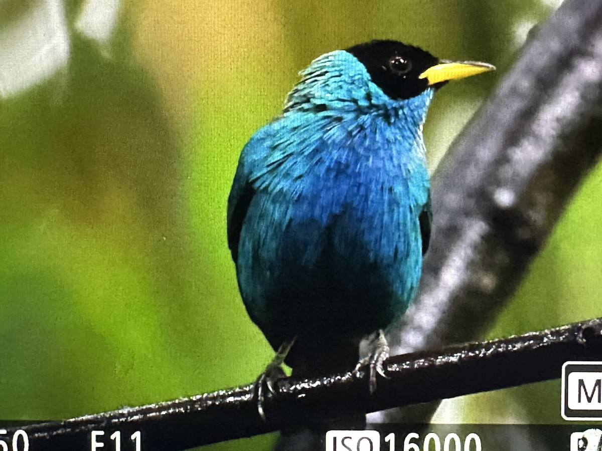 Green Honeycreeper - ML646256554