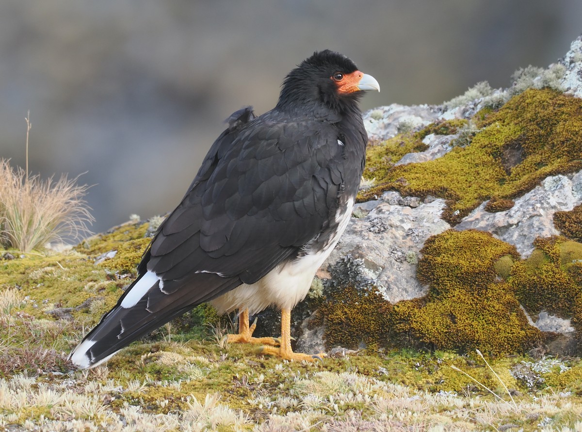Mountain Caracara - ML646256555