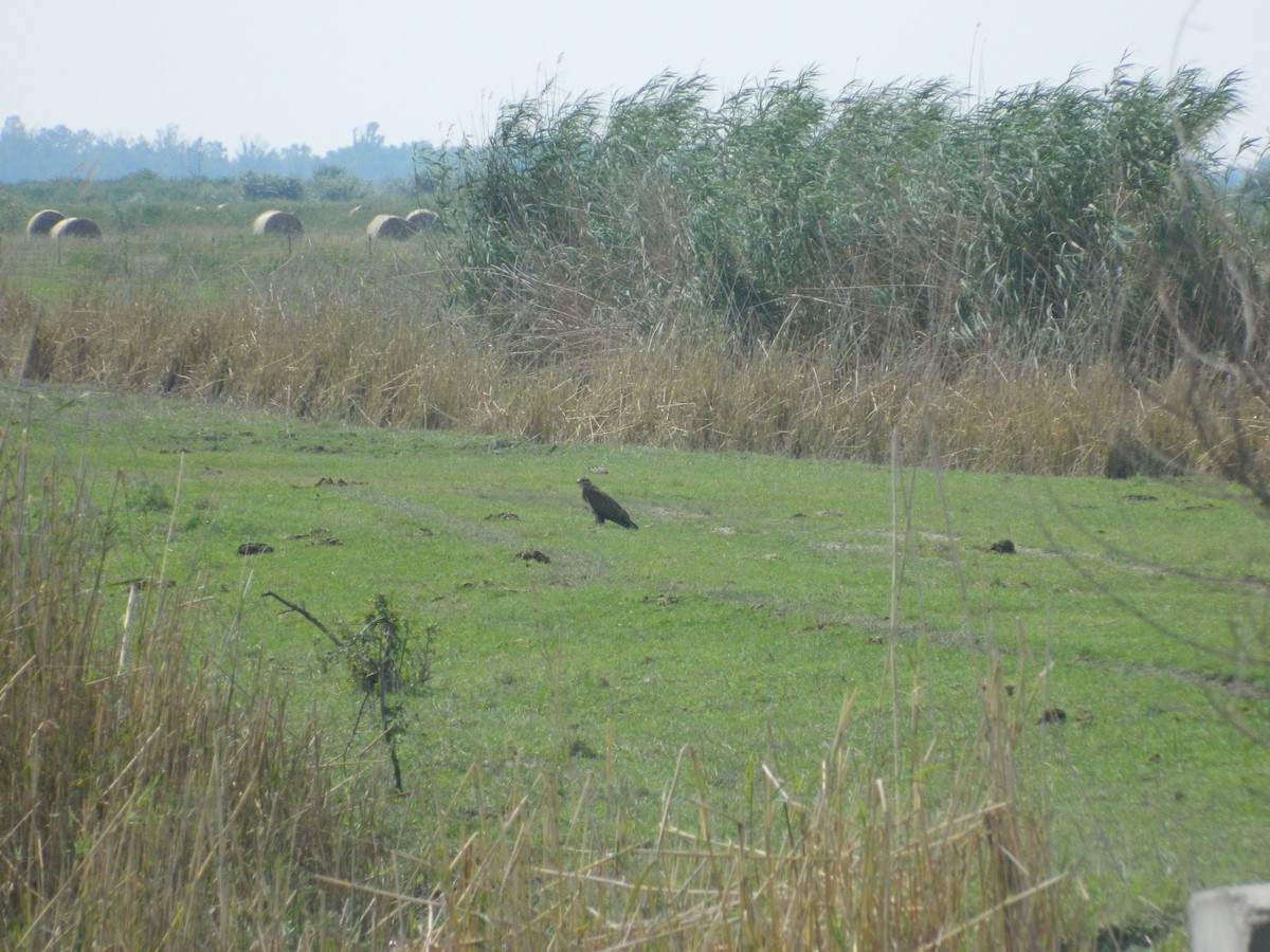 Common Buzzard - ML646256556
