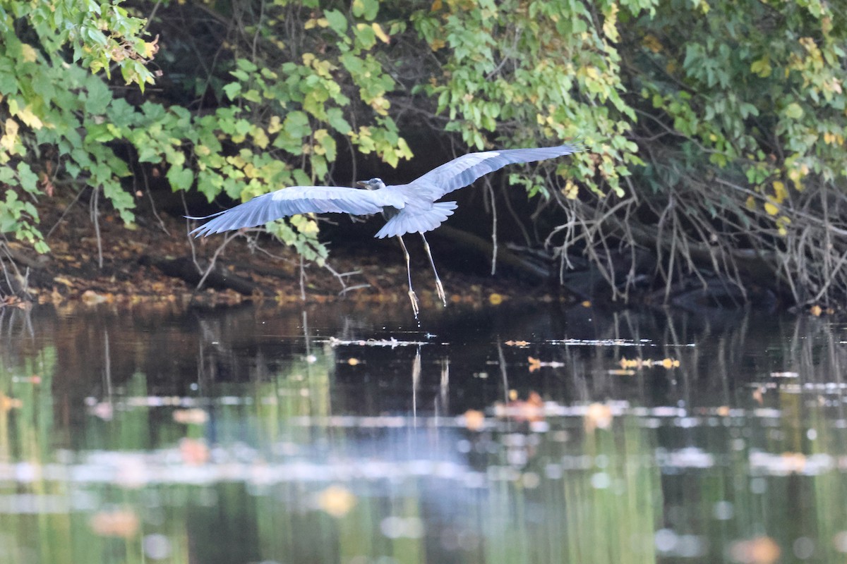 Great Blue Heron - ML646256558