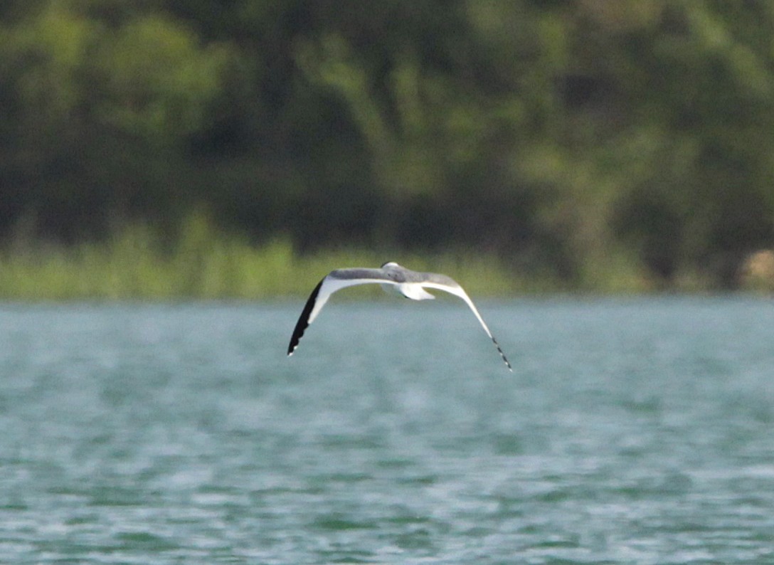 Sabine's Gull - ML646256565