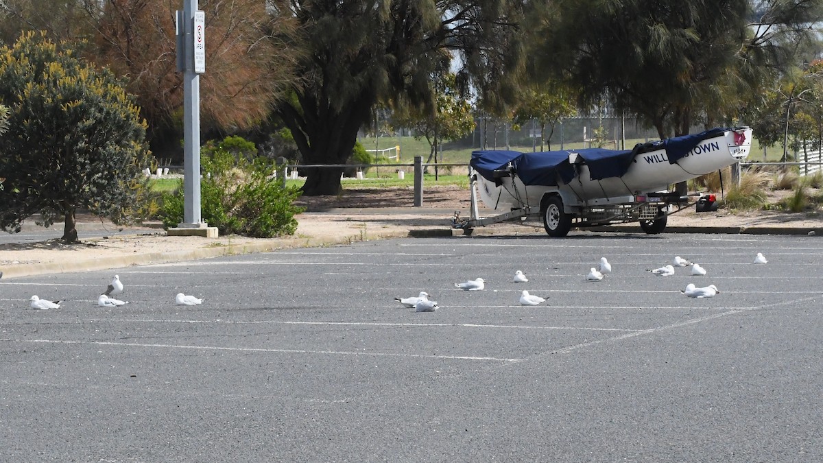 Мартин австралійський - ML646256570