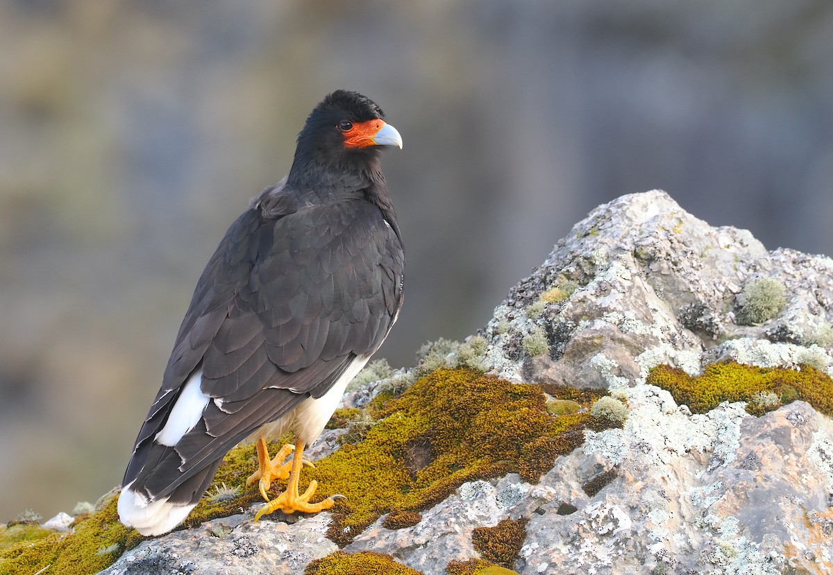 Каракара андська - ML646256575