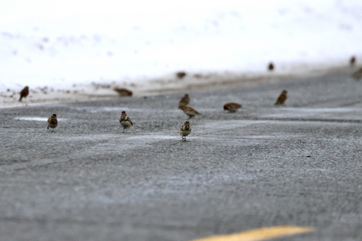 Lapland Longspur - ML646256576