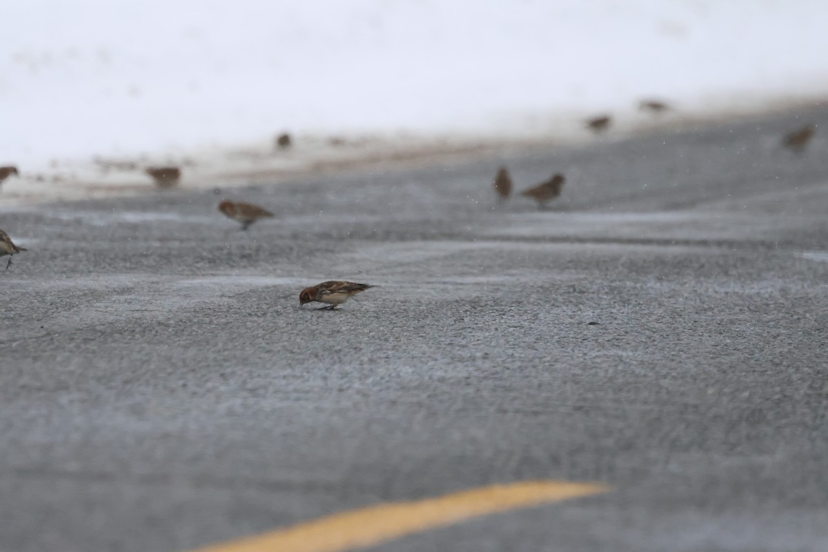 Lapland Longspur - ML646256577