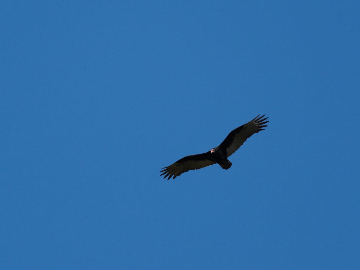 Turkey Vulture - ML646256578