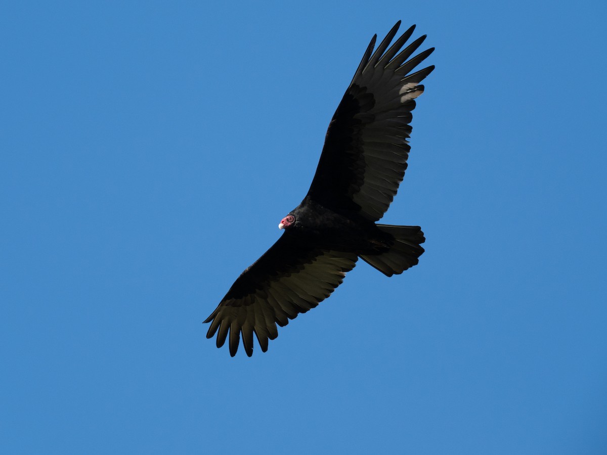 Turkey Vulture - ML646256579