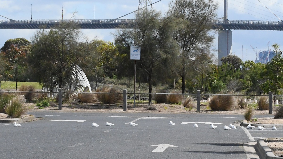 Silver Gull - ML646256580