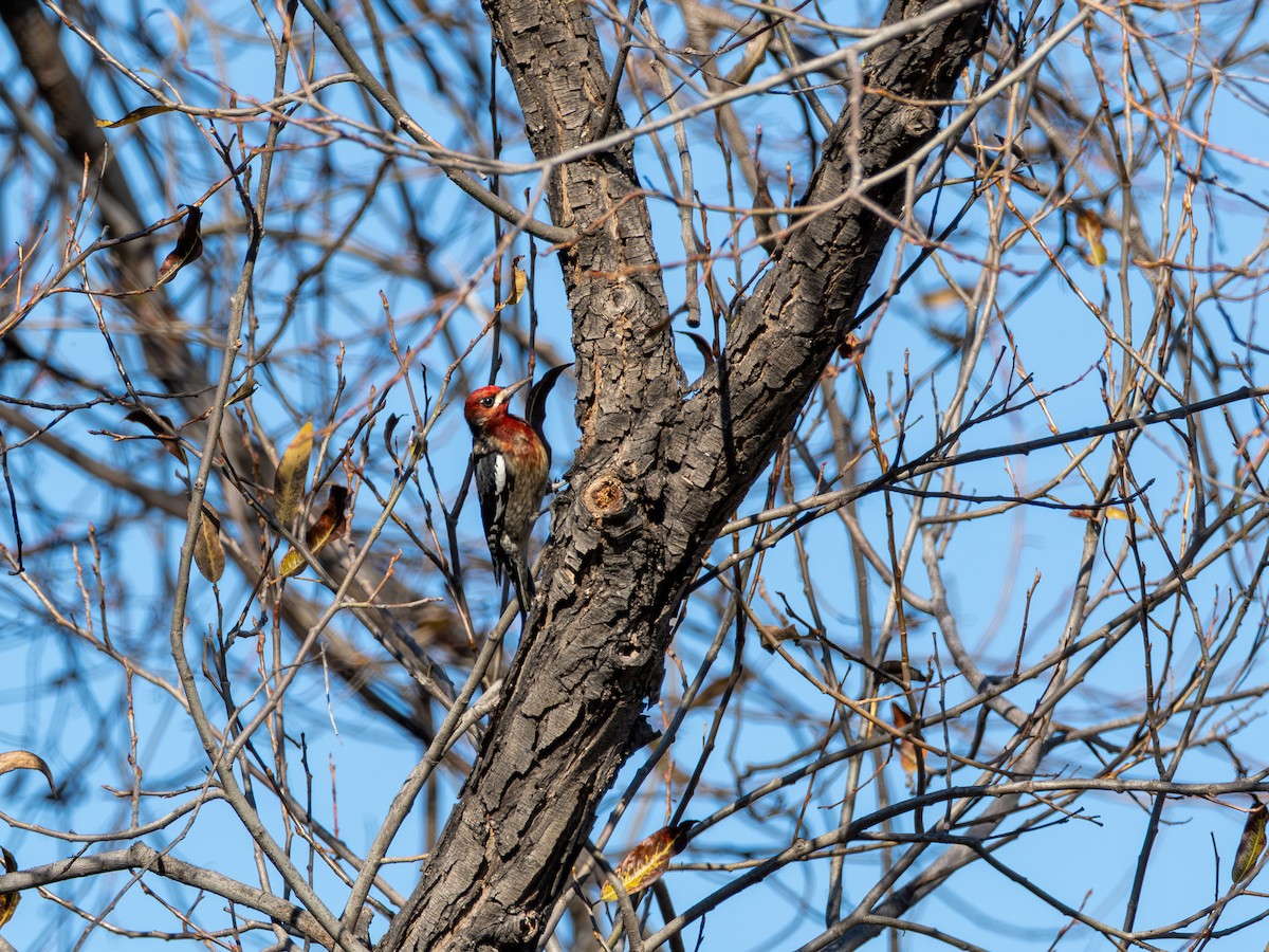 Red-breasted Sapsucker - ML646256581