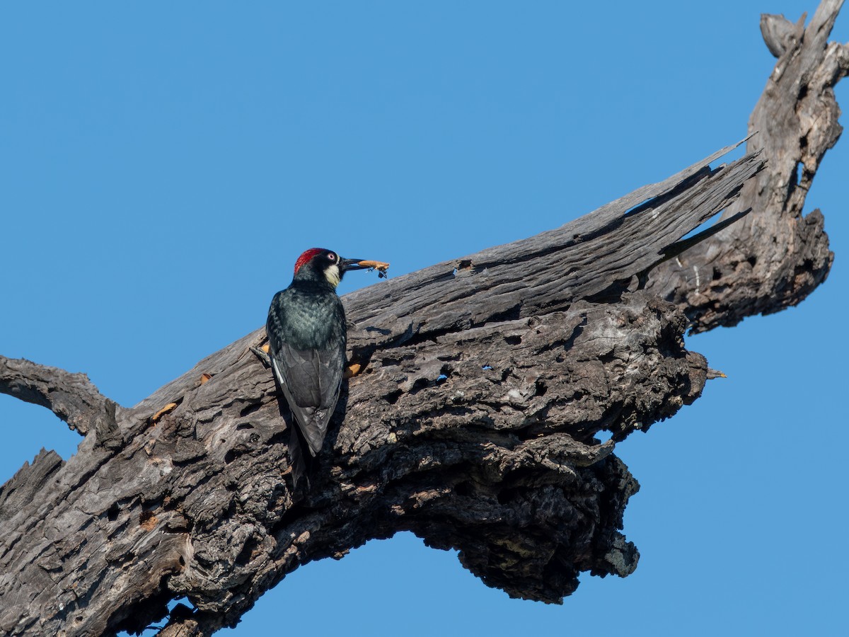 Acorn Woodpecker - ML646256582