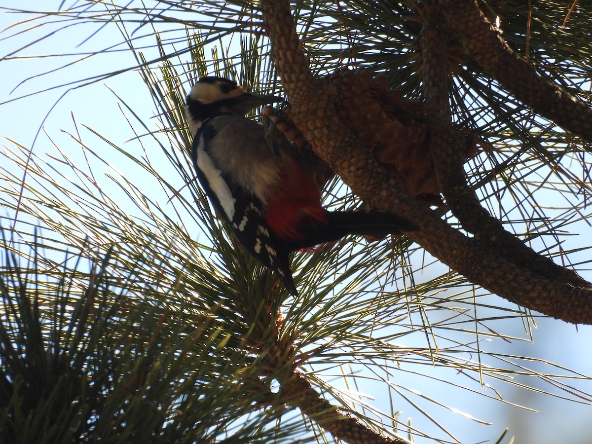 Great Spotted Woodpecker - ML646256584