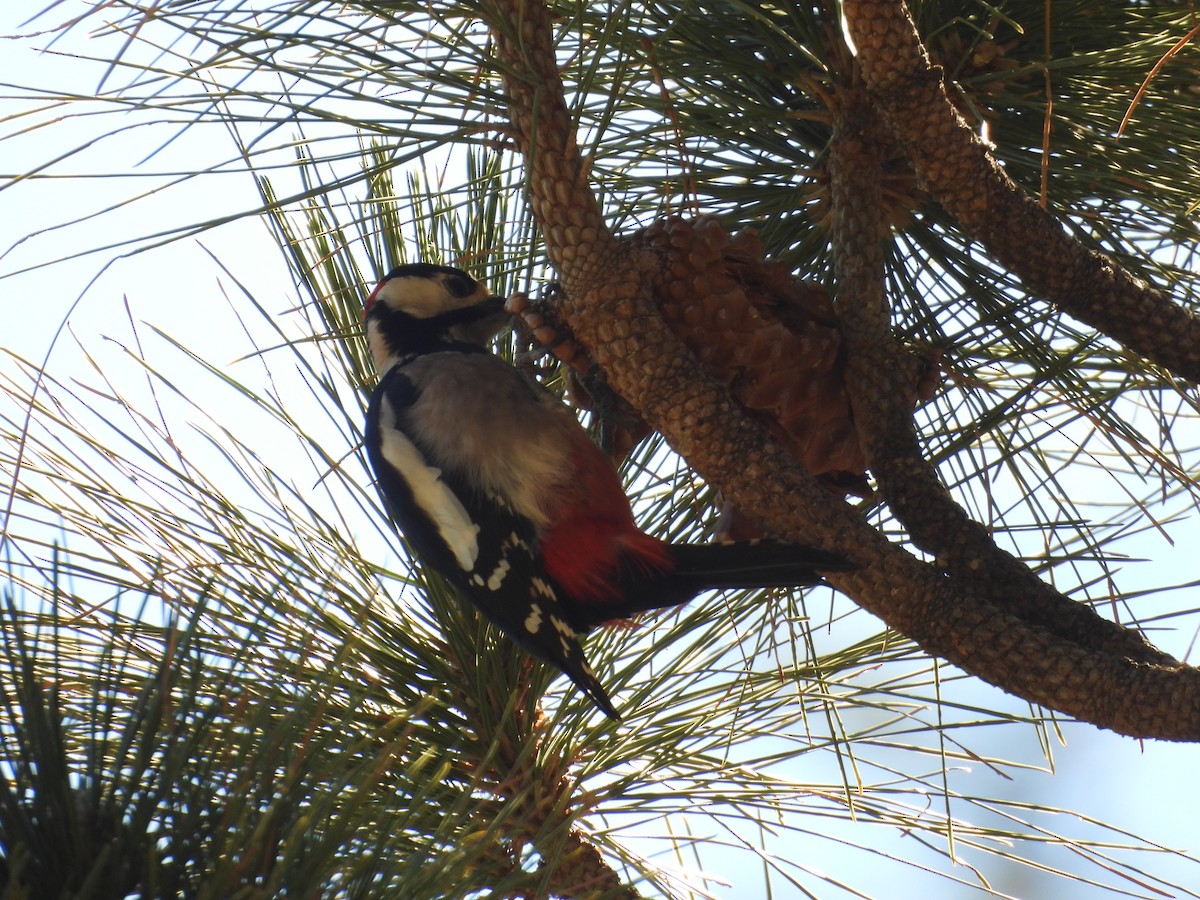 Great Spotted Woodpecker - ML646256585