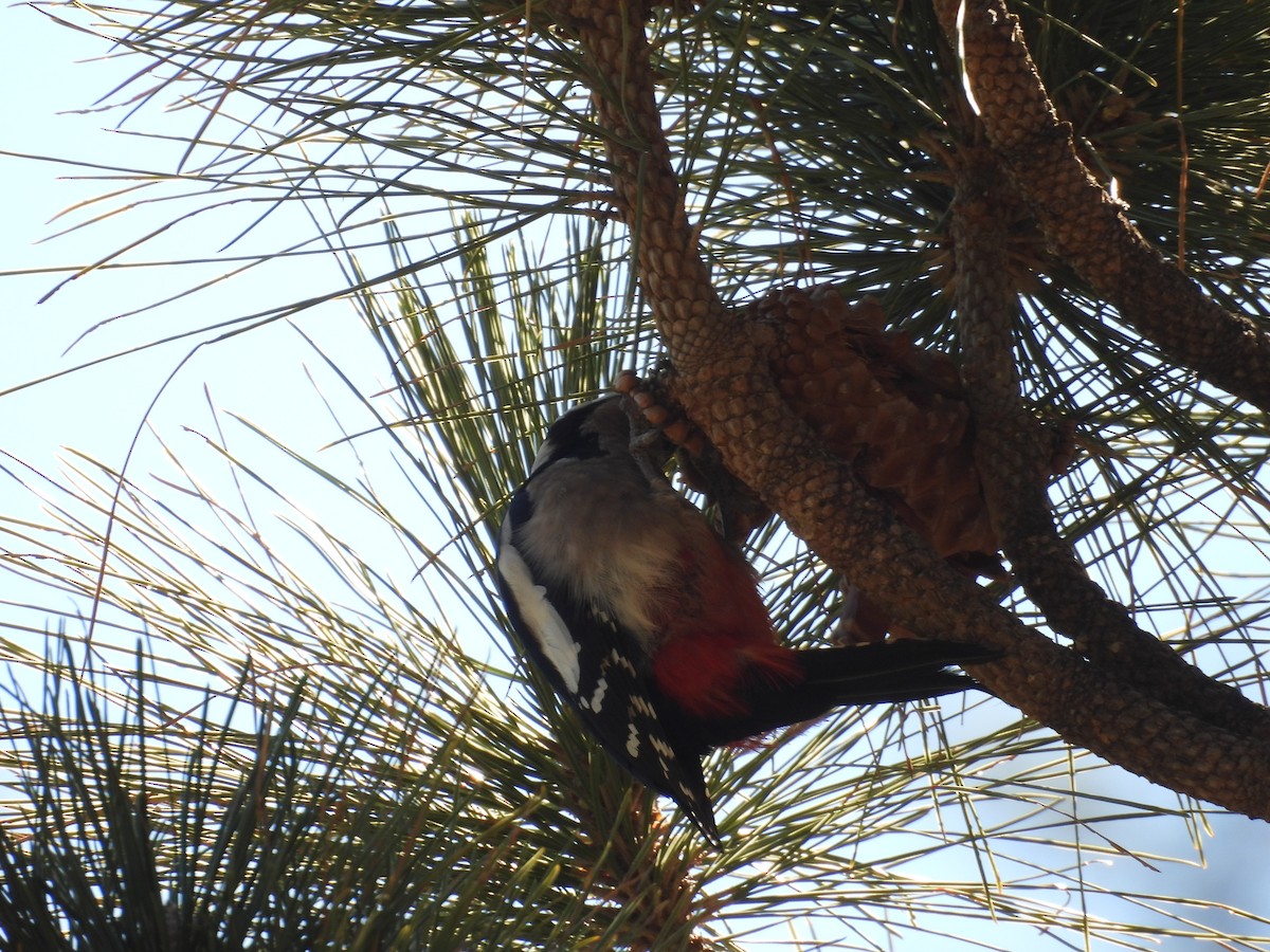 Great Spotted Woodpecker - ML646256586