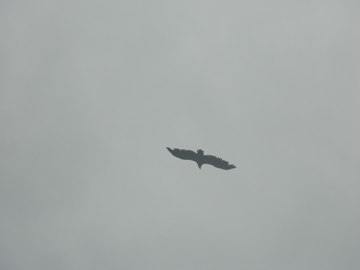 White-tailed Eagle - ML646256587