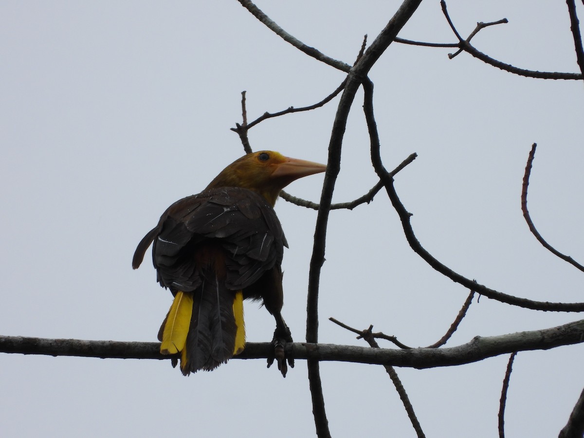 Russet-backed Oropendola - ML646256588