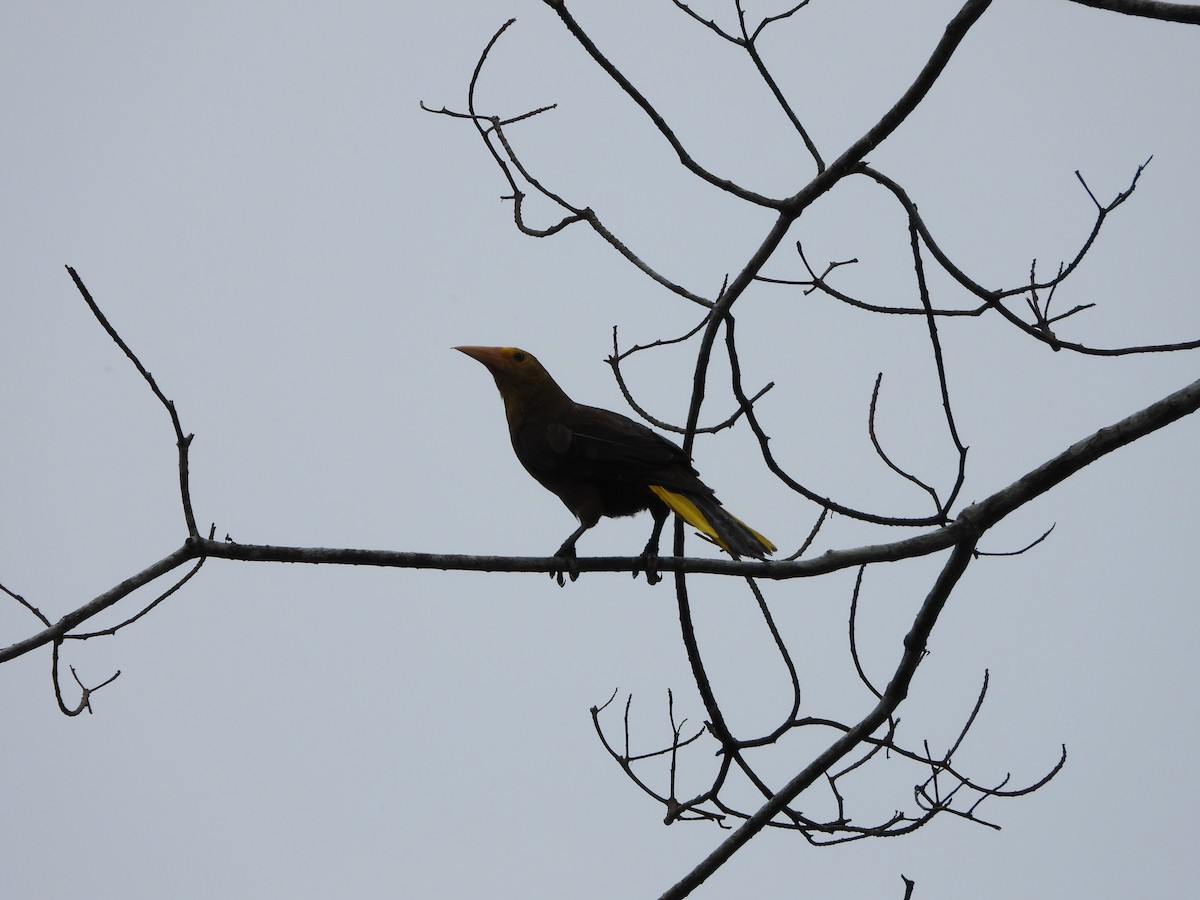 Russet-backed Oropendola - ML646256589