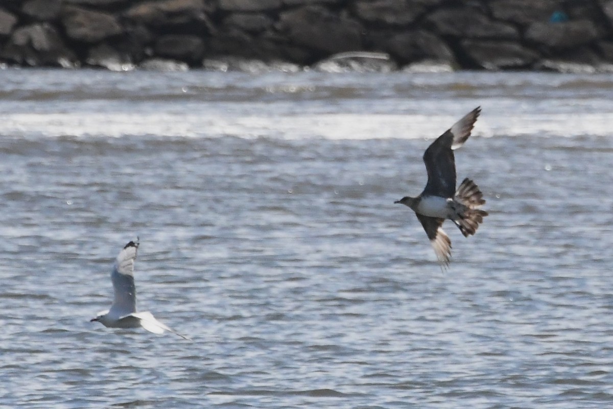 Parasitic Jaeger - ML646256590