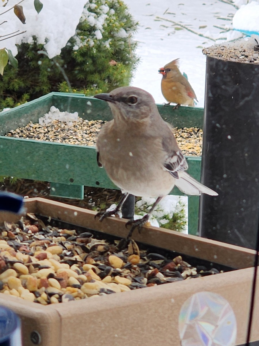 Northern Mockingbird - ML646256591