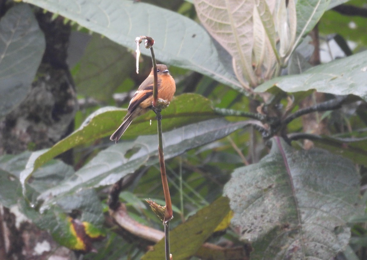 Cinnamon Flycatcher - ML646256592