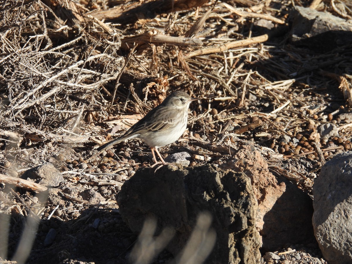 Berthelot's Pipit - ML646256594
