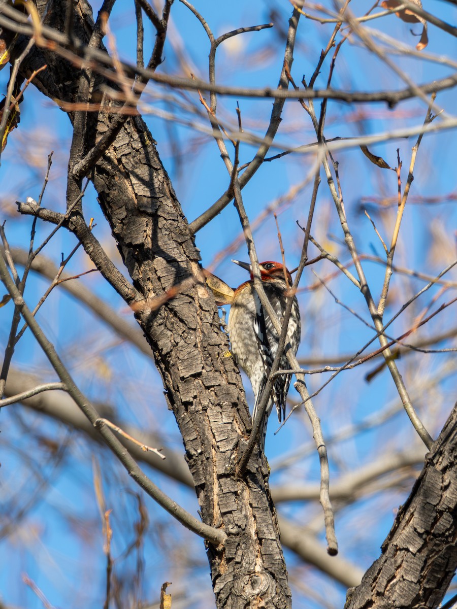 Red-breasted Sapsucker - ML646256597