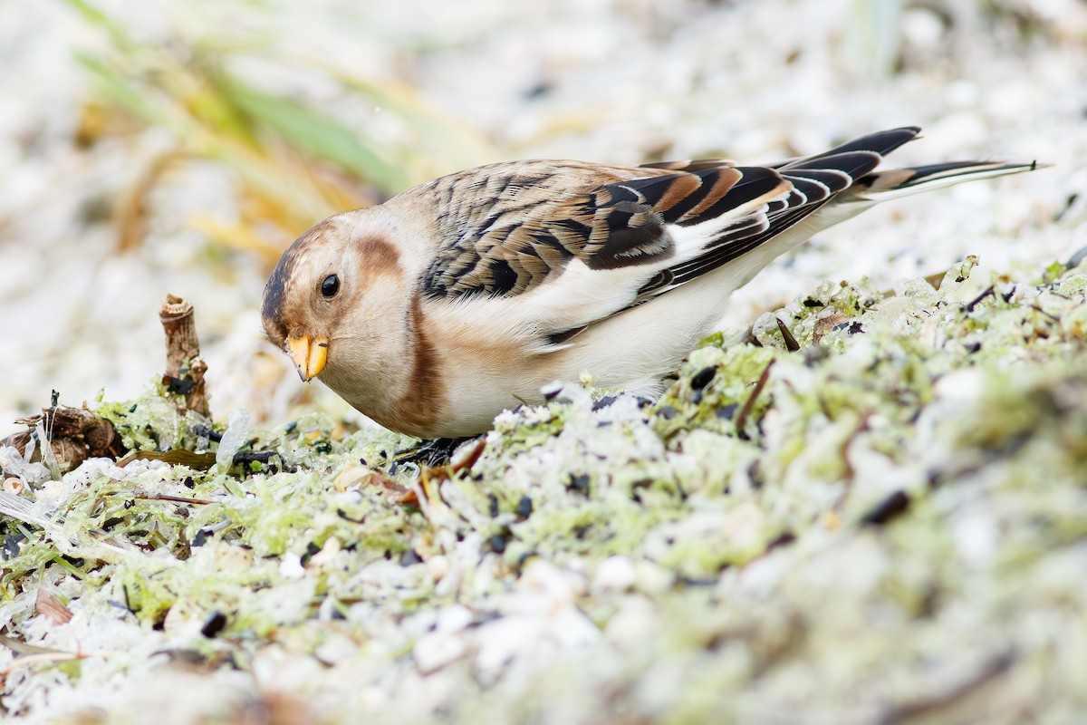 Snow Bunting - ML646256598