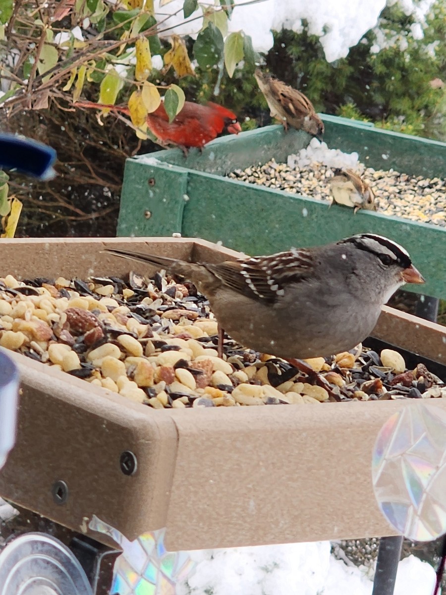 White-crowned Sparrow - ML646256599