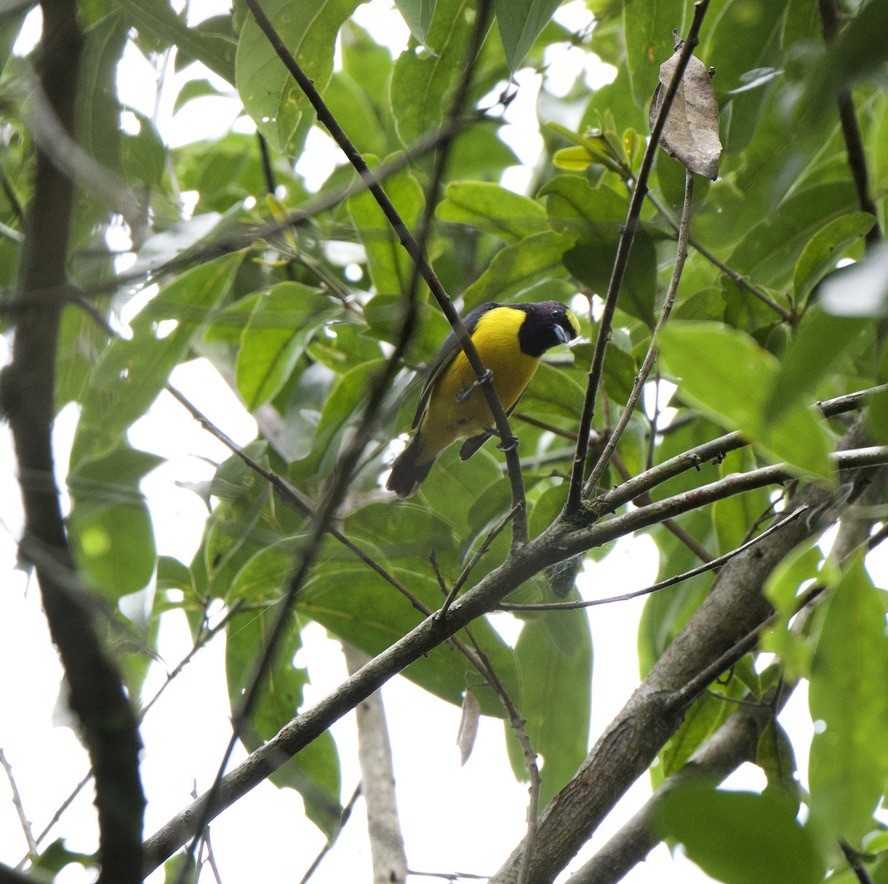 Velvet-fronted Euphonia - ML646256603