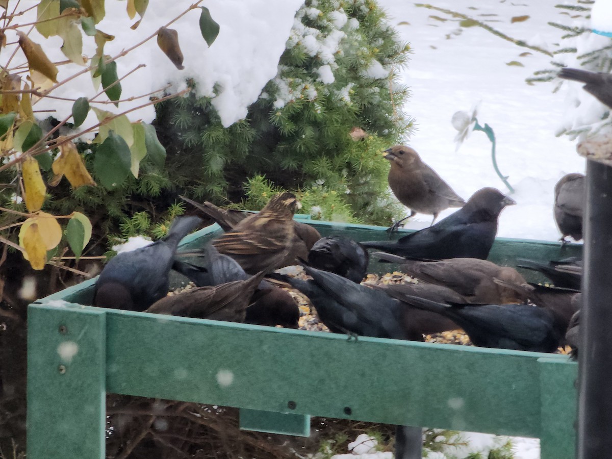 Brown-headed Cowbird - ML646256604