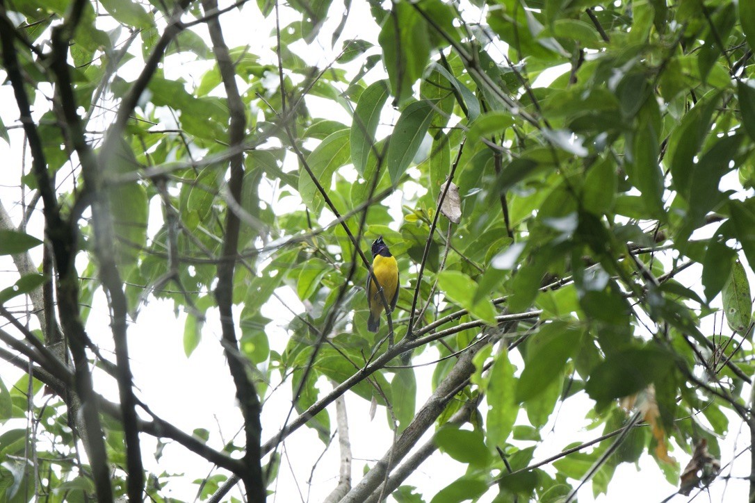 Velvet-fronted Euphonia - ML646256605