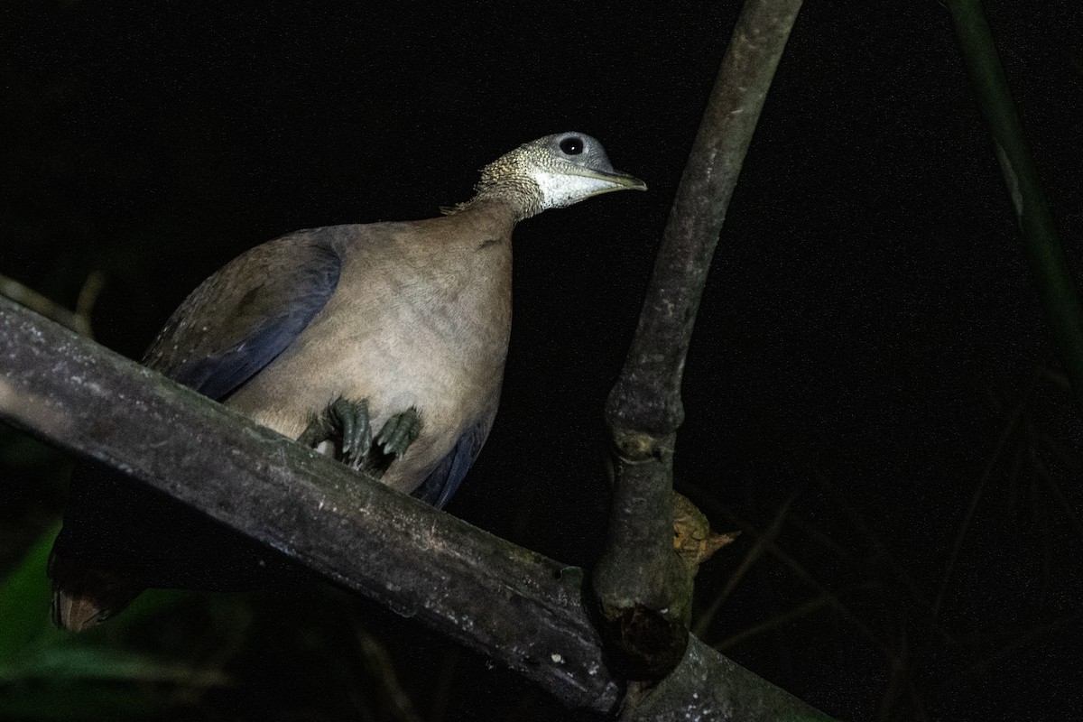 White-throated Tinamou - ML646256606