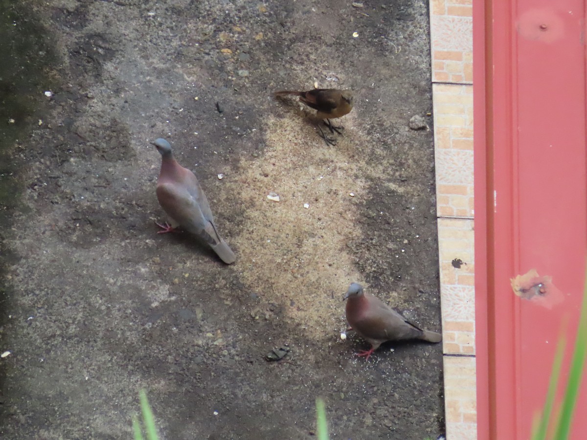 Pale-vented Pigeon - ML646256607