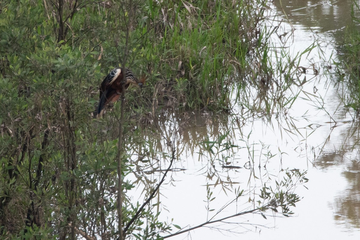 Hoatzin - ML646256610